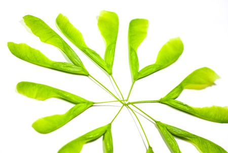 circle of maple leaves isolated on whiteの写真素材