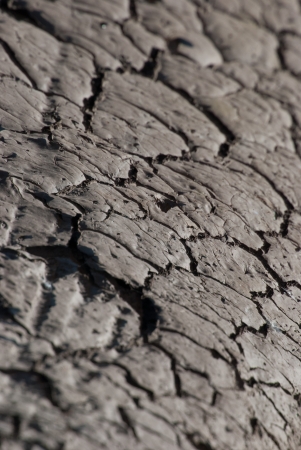 Cracked lifeless soil drying under ardent sun, macroの写真素材