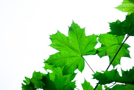 fresh green maple leaves in spring on whiteの写真素材