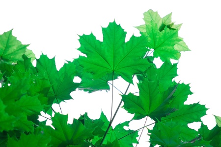 fresh green maple leaves in spring on whiteの写真素材