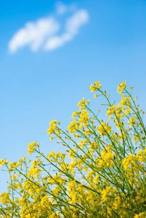 yellow rapeseed oil (canola)  on sunny day against skyの写真素材