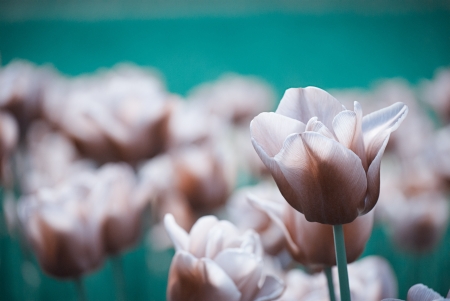 violet tulips, in spring, under the bright sunの写真素材