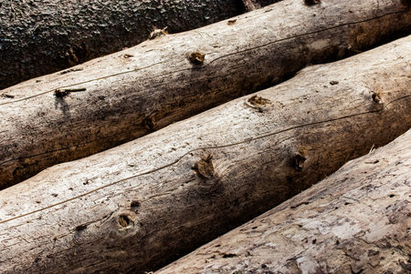 old trees damaged by bark beetle, macro, background texture