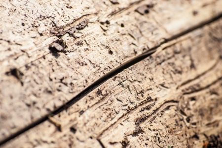 old tree damaged by bark beetle, macro, background textureの写真素材