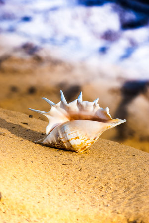 beautiful big seashell on the beach in cool shade