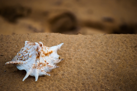 beautiful big seashell on the beach in cool shadeの写真素材