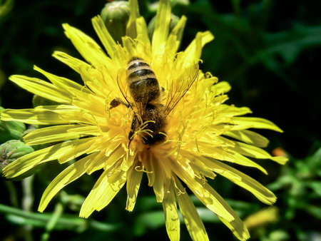 bee on a big yellow dandelion