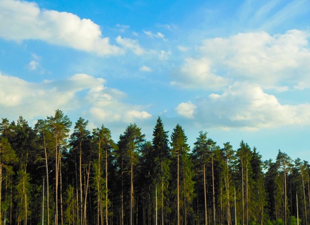 pines in deep forest and blue sky with cloudsの写真素材