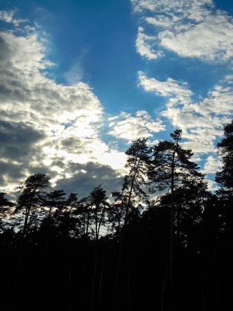 forest and blue cloudy sky at duskの写真素材