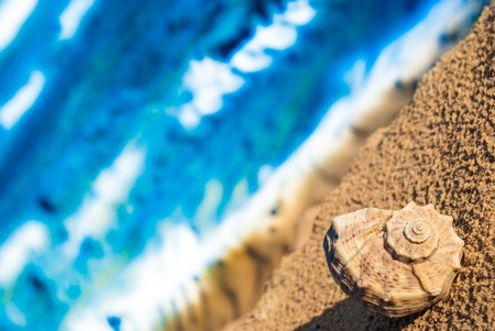 beautiful seashell on sunny beach with sea in backgroundの写真素材