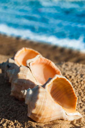 three seashells in a row on sandy beach under the sun
