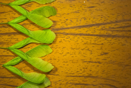 green leaves on wood texture, background frameの写真素材