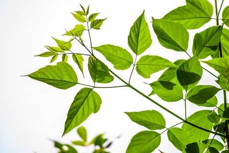 fresh green maple leaves in spring on whiteの写真素材