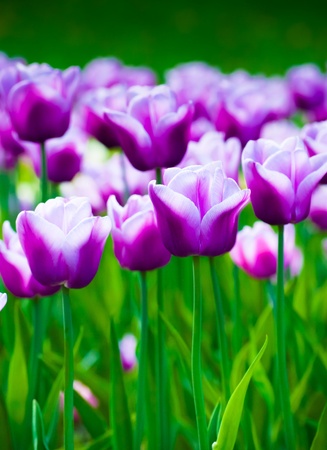 a lot of vivid violet tulips, spring, outdoorsの写真素材