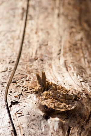 old tree damaged by bark beetleの写真素材