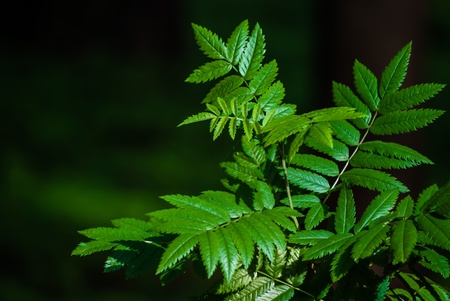 young Sorbus leaves on a branch in sunlightの写真素材
