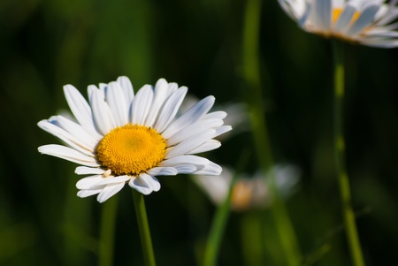 bunch of sunlit Daisies in green meadowの写真素材