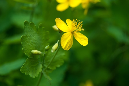 yellow flower in meadow with green grassの写真素材