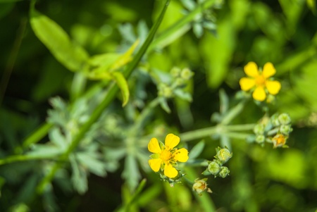 yellow flower in meadow with green grassの写真素材