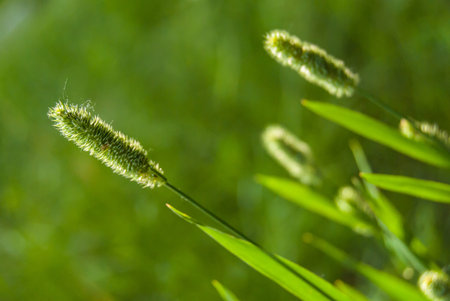 green grass on the field, macro view