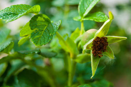 big unripe briar berry on a bushの写真素材