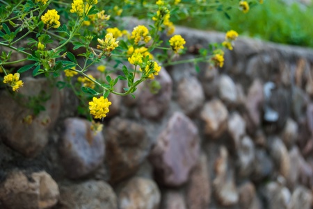 yellow flower with green grass above stone wallの写真素材