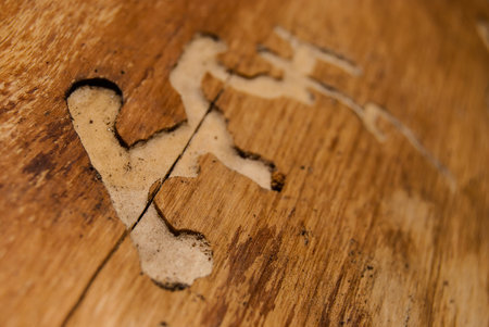 old tree damaged by bark beetle, macro, background textureの写真素材