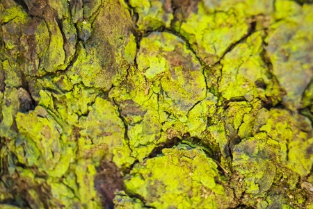 bark of old pine with green mossの写真素材