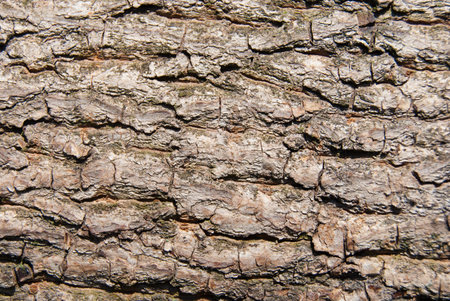 bark of walnut tree, macro, background texture