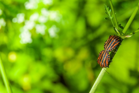 two bugs copulate on flower stem in forest, macroの写真素材