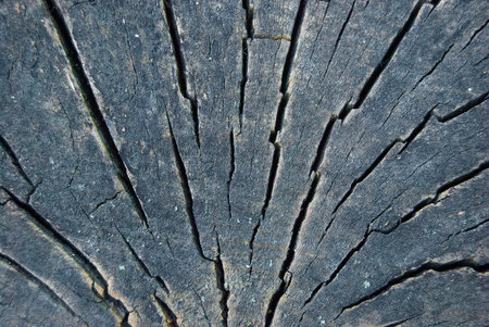 radial cracks of sawed old wood, macroの写真素材