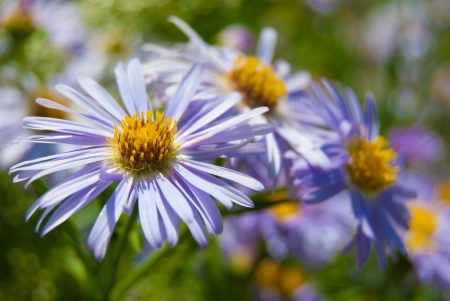 purple flower in meadow with green grassの写真素材