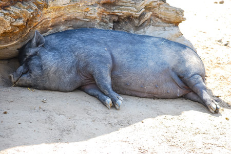 big grey pig rests lying in shade