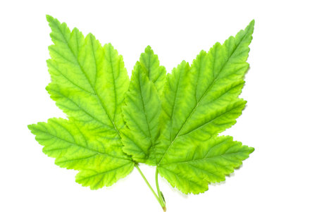 green fresh leaf macro, isolated on white background