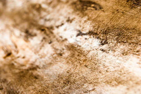 old tree damaged by bark beetle, macro, background textureの写真素材