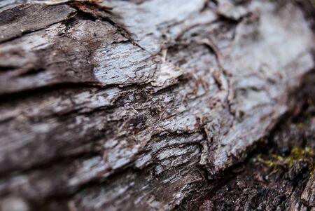 bark of old pine with green mossの写真素材
