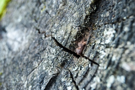sawed wood with green moss texture close upの写真素材