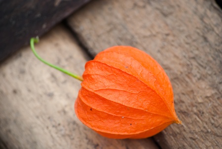 red physalis berry on woodの写真素材