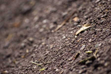 soil in the forest, macro viewの写真素材