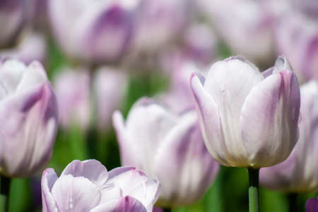 light lilac tulips outdoors in spring, macroの写真素材