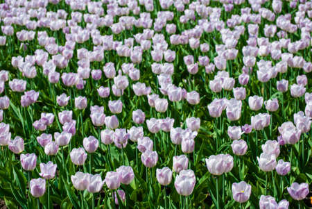 plenty of light lilac tulips outdoors in springの写真素材