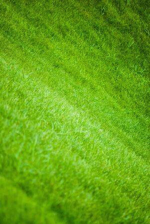 green grass on the field, macro viewの写真素材