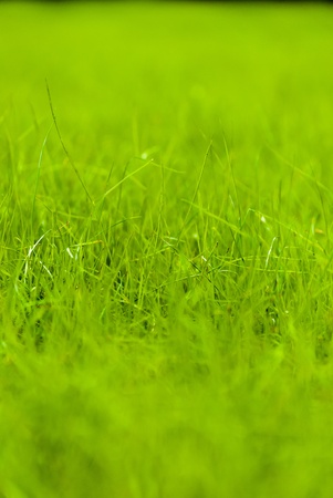 green grass on the field, macro viewの写真素材