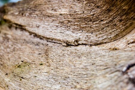 old tree damaged by bark beetle, macro, background textureの写真素材