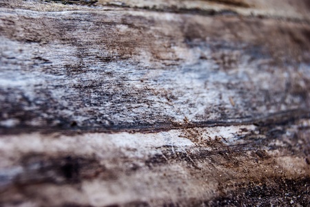 old tree damaged by bark beetle, macro, background textureの写真素材