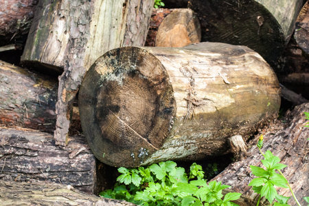heap of logs wih moss in the green forest