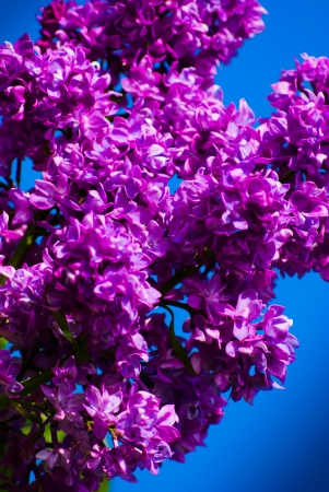 Purple lilac in blue sky at bright daylightの写真素材