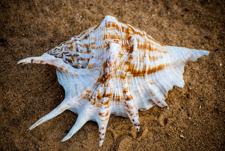 beautiful big seashell on the beach in cool shade