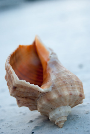 beautiful big seashell on concrete beach in cool shadeの写真素材