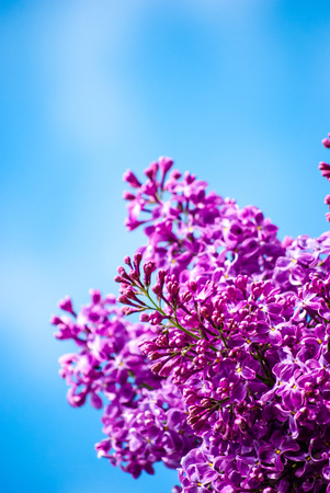 Blue lilac in green leaves, outdoors, macroの写真素材